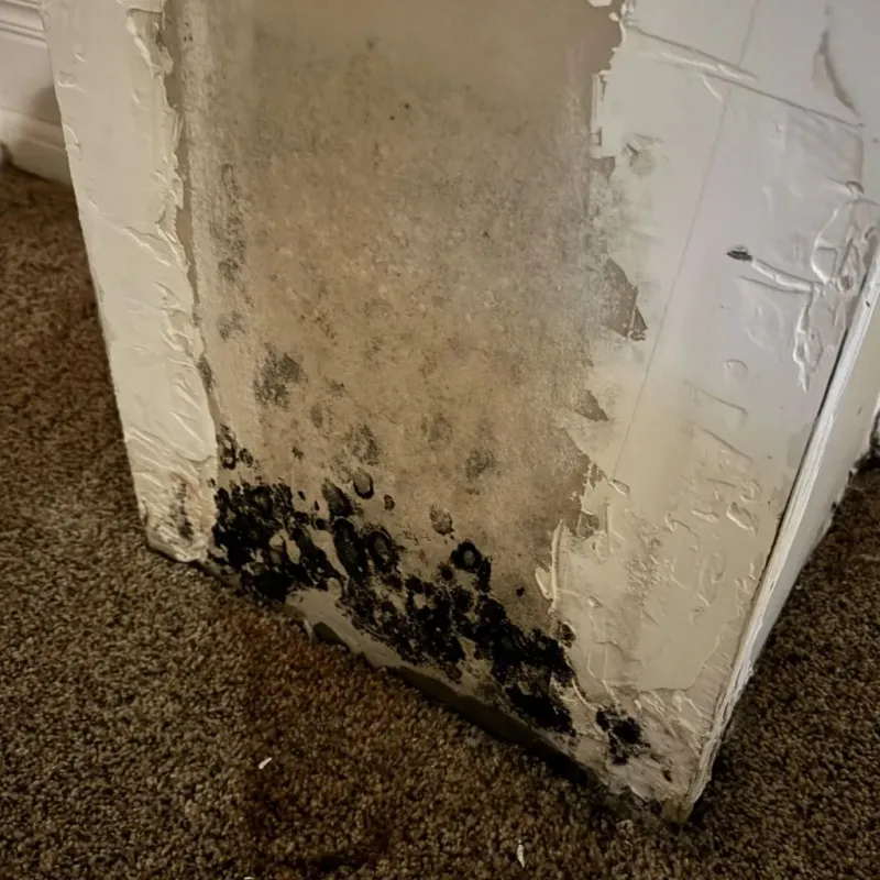 Professional Mold Removal in Georgetown, OH